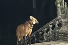 IMG_1284